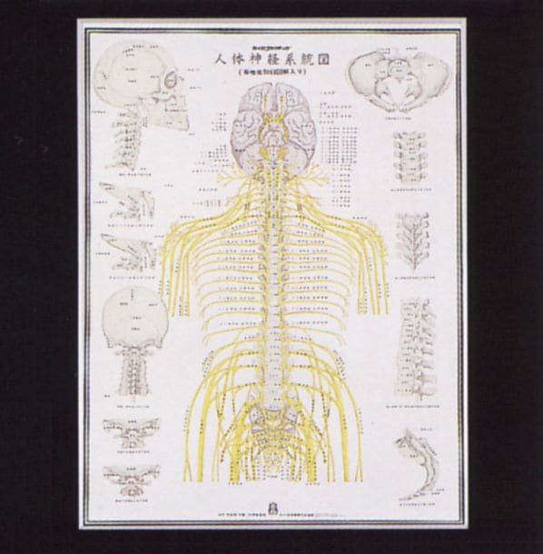 人体神経系統図（ポスター）