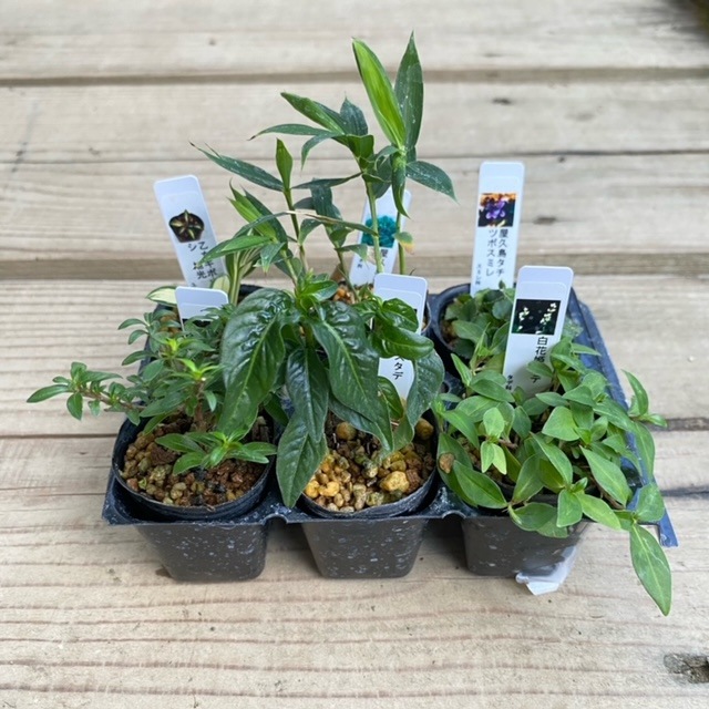 苗：山野草6ヶセット*【得】サンヤソウ さんやそう | 山野草・下草