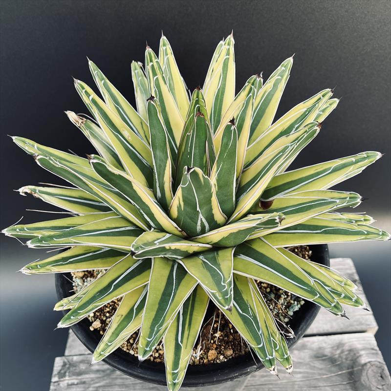 アガベ 笹の雪 アガベ 笹の雪 特ワイド 濃ペンキ | hanayoshi-botanical