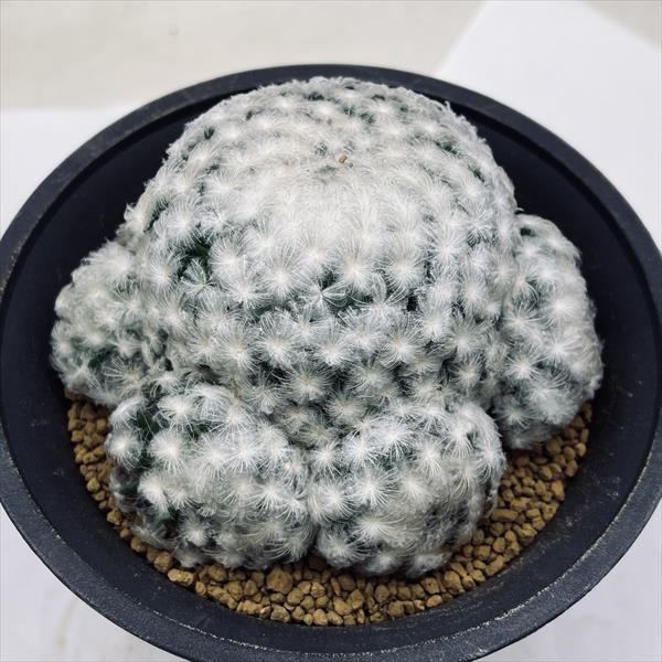 サボテン：マミラリア 白星*幅10cm | サボテン＆多肉植物,サボテン