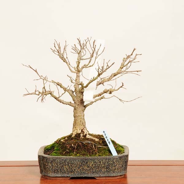 盆栽：欅(けやき) 現品*ケヤキ Zelkova serrata Keyaki bonsai 中品