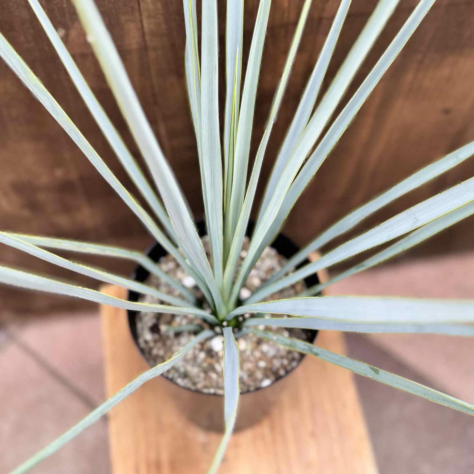 おしゃれ 観葉植物 苗：ユッカ リギダ*5号 Yucca rigida | 観葉植物