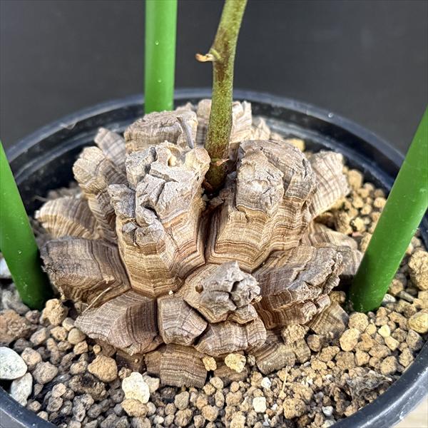 ☆特価☆コーデックス：アフリカ亀甲竜*塊根幅9cm 現品！一品限り