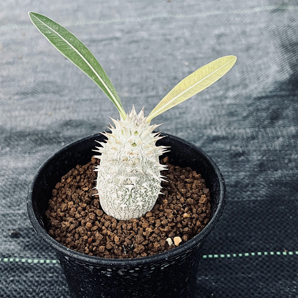 コーデックス：パキポディウム デンシフローラム 実生*塊根幅3cm