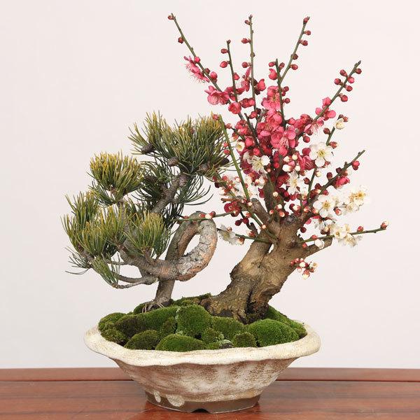 早春のオススメ盆栽：紅白梅・五葉松寄せ(信楽焼鉢)*＜2023年早開花