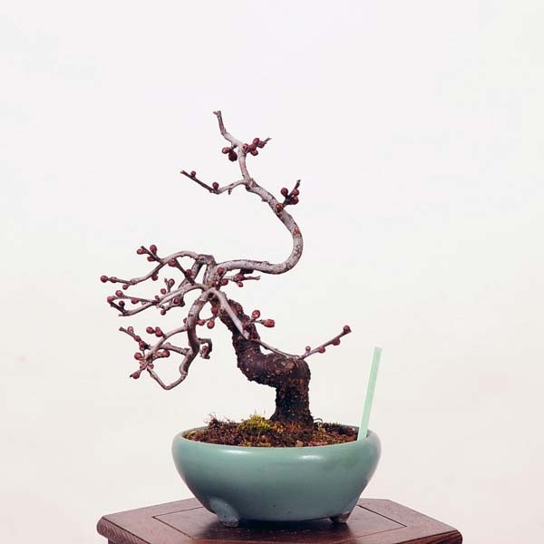 小品盆栽：緋梅*現品限り ヒバイ うめ ウメ Ume | すべての商品 | 遊恵