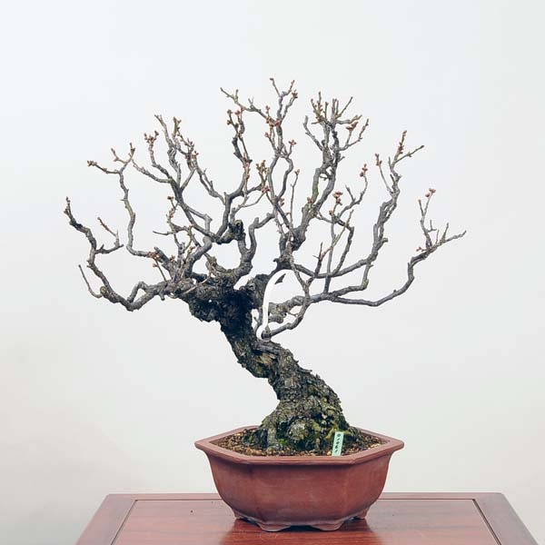 大品盆栽：特選野梅 現品*ﾔﾊﾞｲ Yabai【大型ヤマト便配送】 | 中品・大