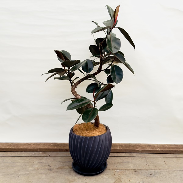 鉢色選べる 観葉植物：フィカス バーガンディ 鉢植え 受皿付*ココヤシ