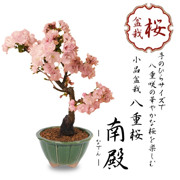 桜盆栽：八重桜*＜国産みどり輪花鉢＞2026年春開花予定bonsai | ミニ