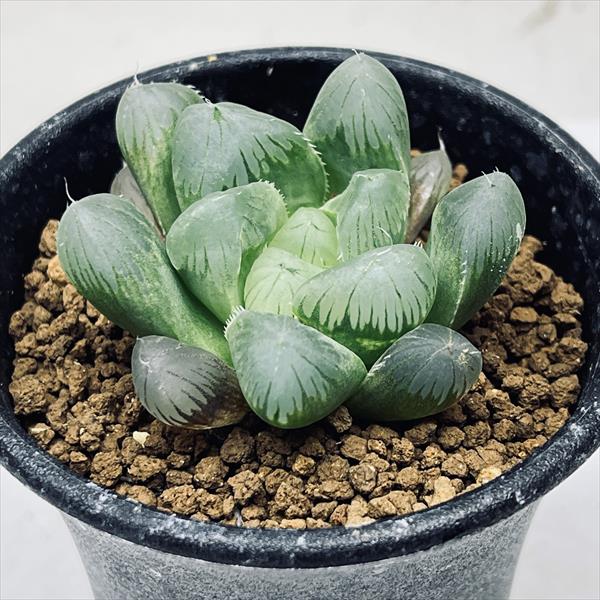 ☆特価☆多肉植物：ハオルチア 大型オブツーサ セレーネ*S 幅5cm