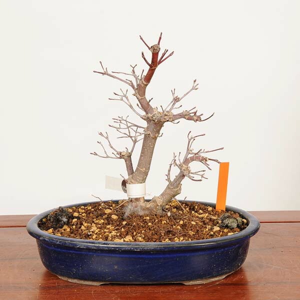 盆栽：出猩々紅葉(でしょうじょう) 現品*一点物 もみじ モミジ Momiji