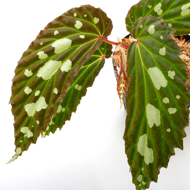 希少❣️Begonia sp. yuk ベゴニア テムユク 卵葉 特選株 Begonia sp
