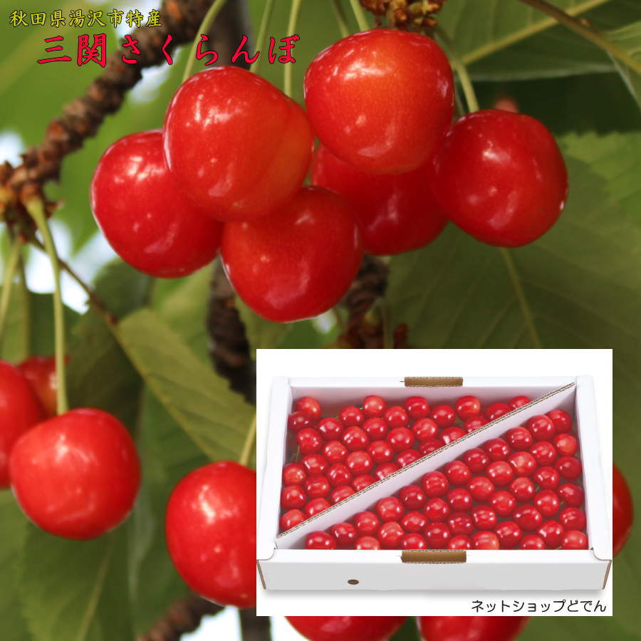 2026年5月ご予約開始】三関さくらんぼ 紅秀峰3Lサイズ1kg（贈答用
