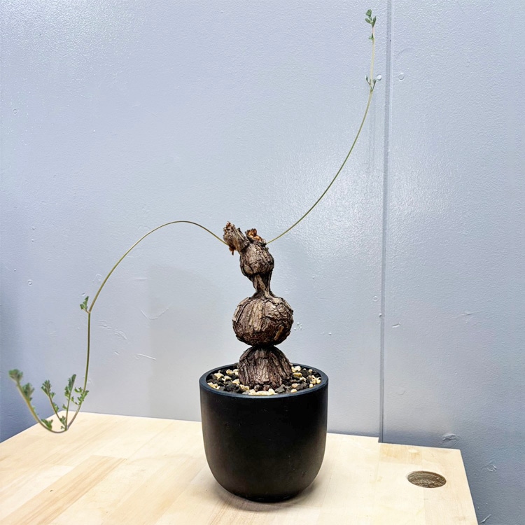 塊根植物【一点物】パキポディウム・グラキリス / 幹幅約11cm×高さ27cm