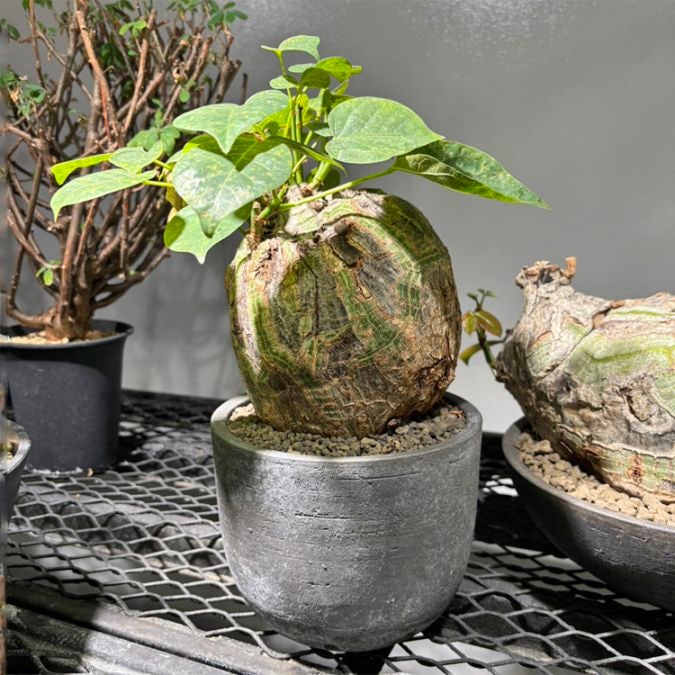 塊根植物【一点物】パキポディウム・グラキリス / 幹幅約11cm×高さ27cm