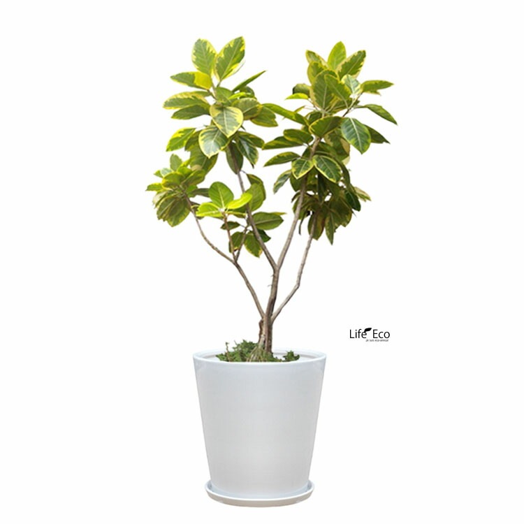 植木鉢 インテリアポット 大型 釉薬陶器製（艶有り）SGラウンド