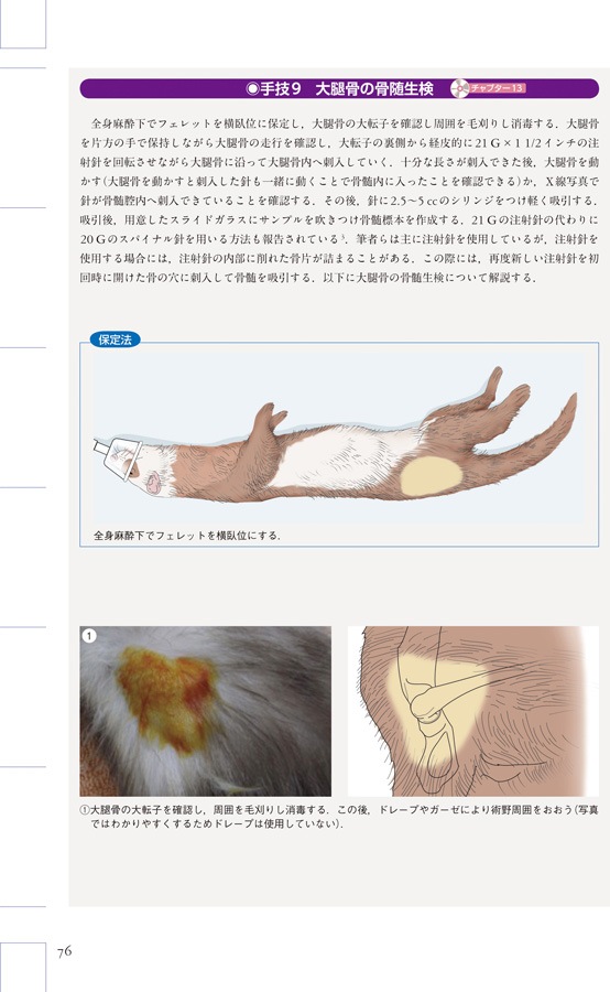 エキゾチック臨床シリーズ Vol.2 フェレットの診療 診療法の基礎と臨床