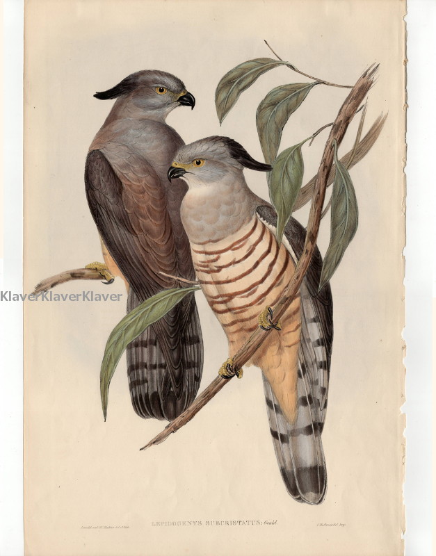 グールド「オーストラリア鳥類図譜」原本 No.1-25 カンムリカッコウ