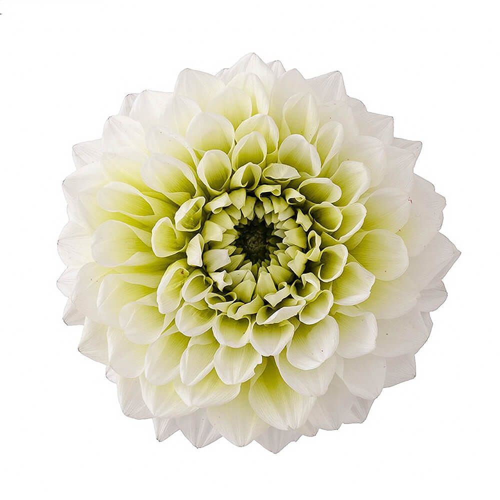 ダリア・グレイス ホワイト/グリーン 2輪 大地農園 DO004680-017