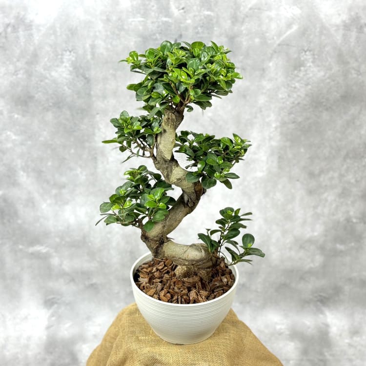 中国ガジュマル・ねじり 8号鉢植え（白） 観葉植物 通販 greenery