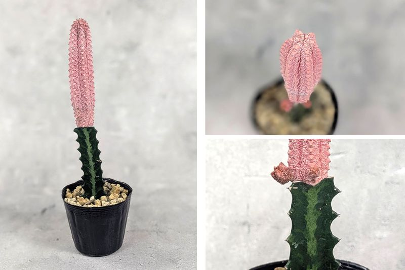 ユーフォルビア アブデルクリ（ピンク） 接木 3.5号ポット 園芸 通販