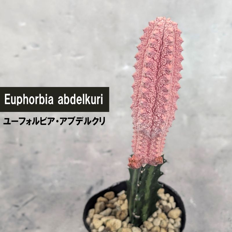 ユーフォルビア アブデルクリ（ピンク） 接木 3.5号ポット 園芸 通販