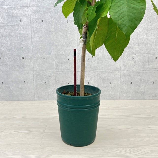 ポポー「宝珠」 接木苗 14cmプラスチック鉢 果樹 通販 greenery