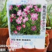 シンビジューム アーチ 7号陶器鉢 3本立 ジョーンテーラー ミリオン