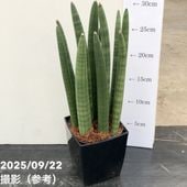 サンスベリア 7号 ゼラニカ プラスチック鉢仕様｜観葉02-D2 | 観葉