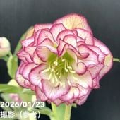 一点物】加藤農園 クリスマスローズ リトルアフロディーテ 4.5号（KT34