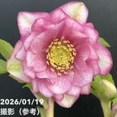 お買い得一点物咲き進み株】加藤農園 愛幸花丸姫 クリスマスローズ 毬