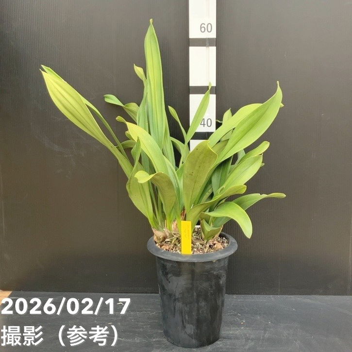 □キーワードから探す,日本ミツバチ,ミツバチ蘭（キンリョウヘン