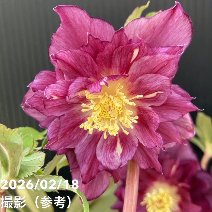 一点物】広瀬園芸 クリスマスローズ 4.5号（HR36）｜山野04-PA | 草花