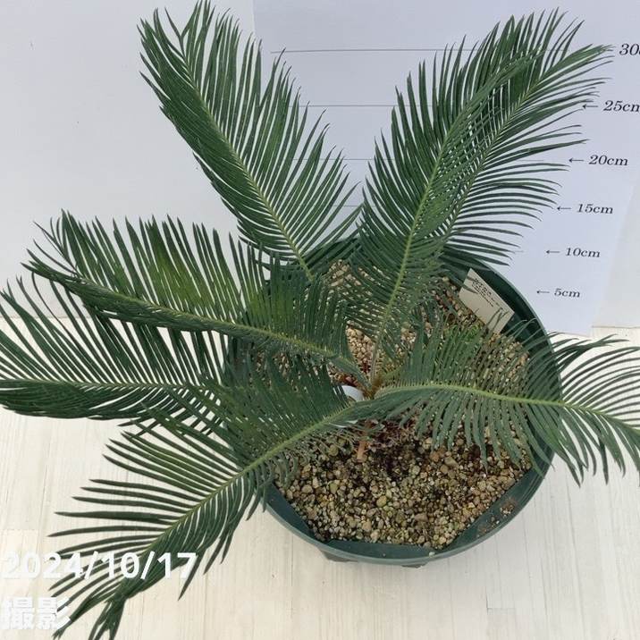 激レア！現品お届け】サイカス カイルンシアナ（ブルーソテツ）8号