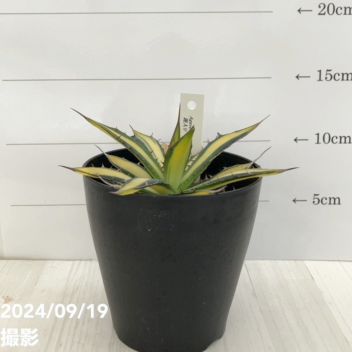 現品お届け】アガベ 4号 ホリダ 錦（斑入り）（A12）｜観葉01-D1