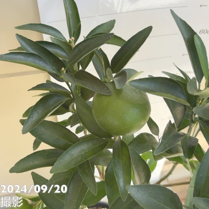 実付き＞みかん せとか 6号 2年生 PVP｜柑橘｜果樹04-PA | 果樹,柑橘