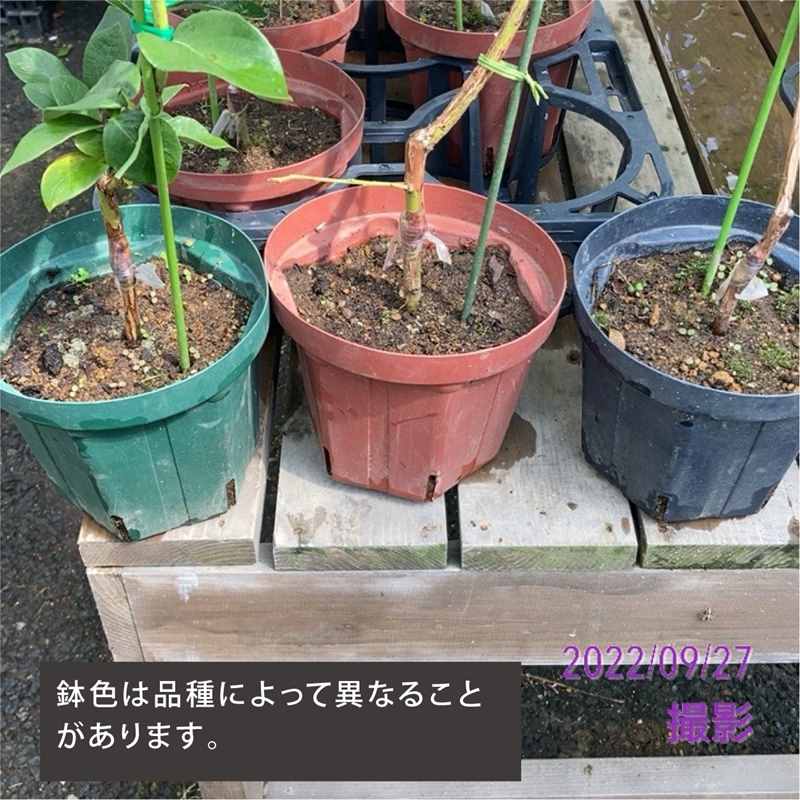 ブルーベリー ノーザンハイブッシュ系 チャンドラー（接木苗）4.5～5号