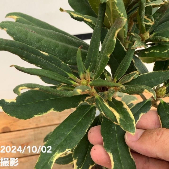 数量限定】シャクナゲ 5号 斑入り赤星 大岳 接木｜花木10-D1 | 花木