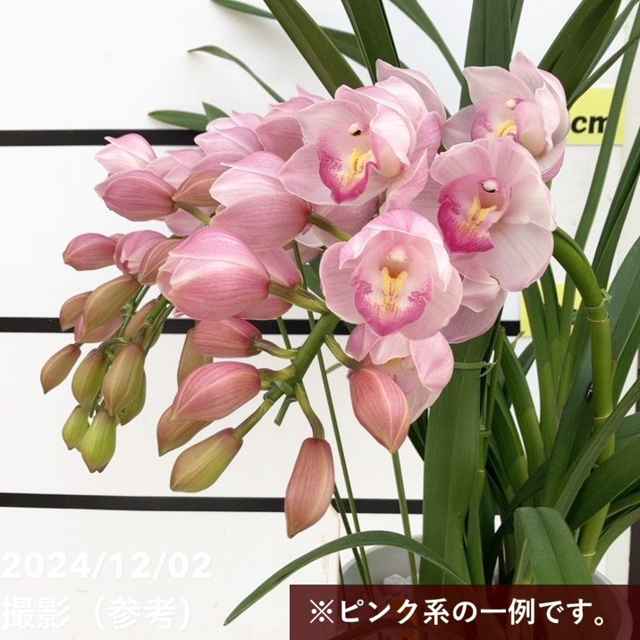 特選】 シンビジューム 苺の雫 アーチ 7寸7本立ち 特選