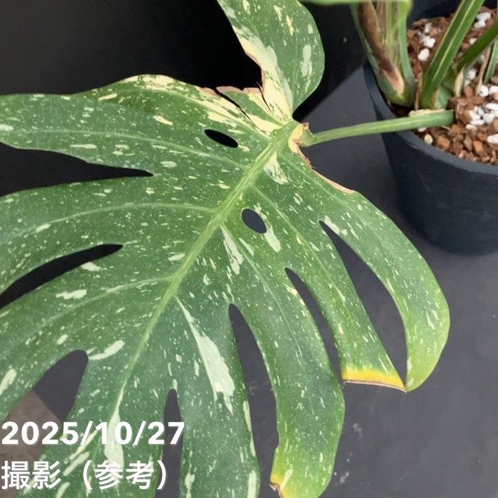 お買い得！現品お届け】モンステラ タイコンステレーション Monstera