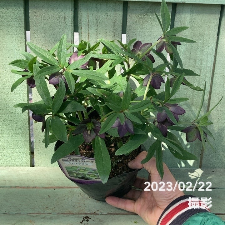 クリスマスローズ 原種 クロアチカス 5号ポット｜山野04-PA | 草花