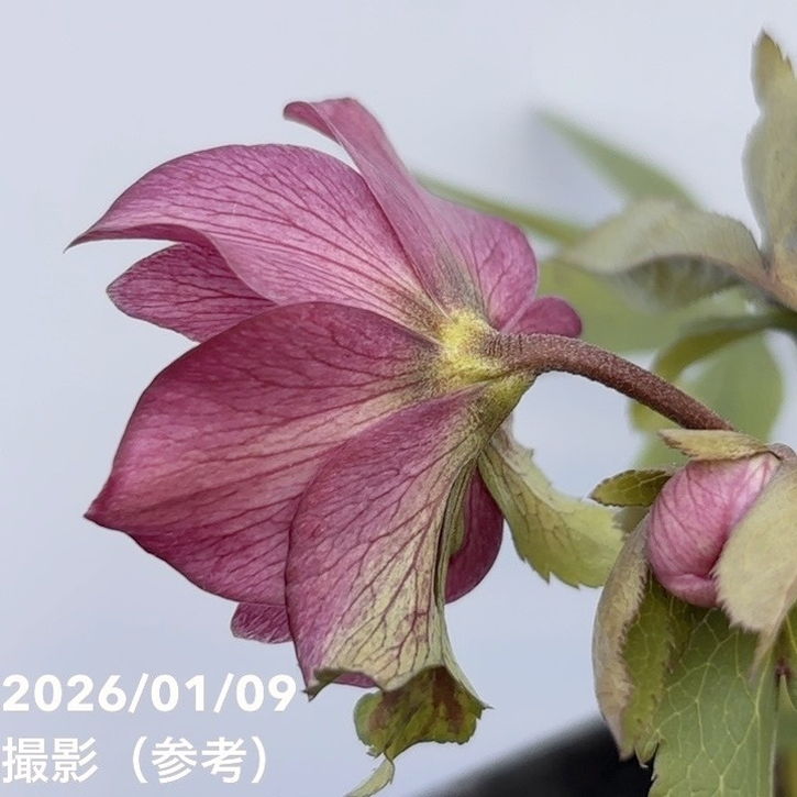 一点物】堀切園 クリスマスローズ ウィンターシンフォニー 5号角鉢