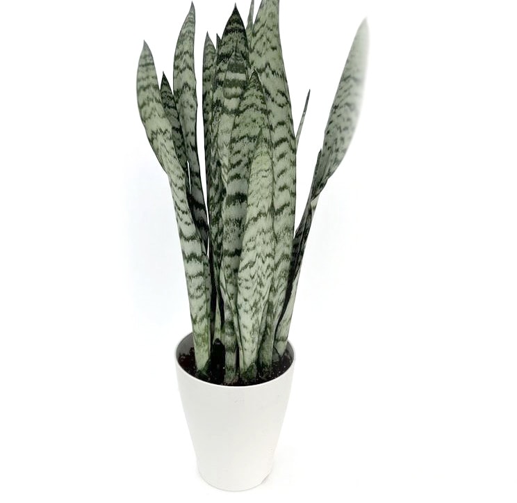 サンスベリア 7号 ゼラニカ プラスチック鉢仕様｜観葉02-D2 | 観葉