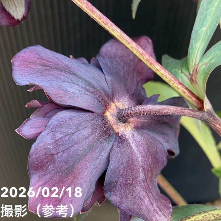 一点物】広瀬園芸 クリスマスローズ 4.5号（HR35）｜山野04-PA | 草花