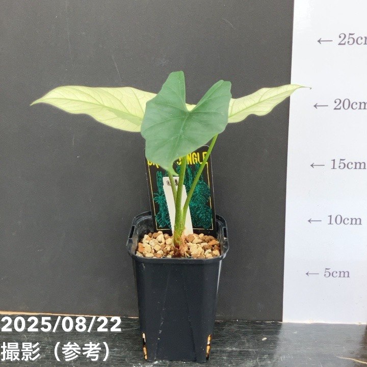 現品お届け】アロカシア シンポ アルボ Alocasia simpo albo variegata
