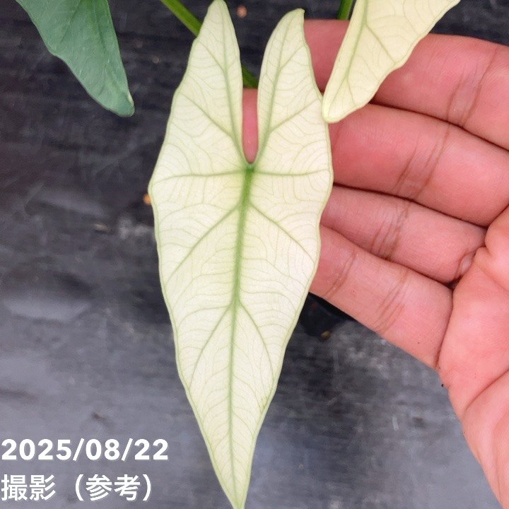 現品お届け】アロカシア シンポ アルボ Alocasia simpo albo variegata