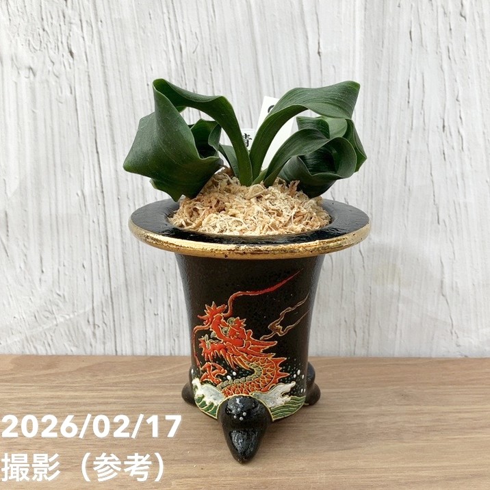 現品お届け】豊明園 万年青 オモト 青獅子（あおじし）錦鉢 龍（O64