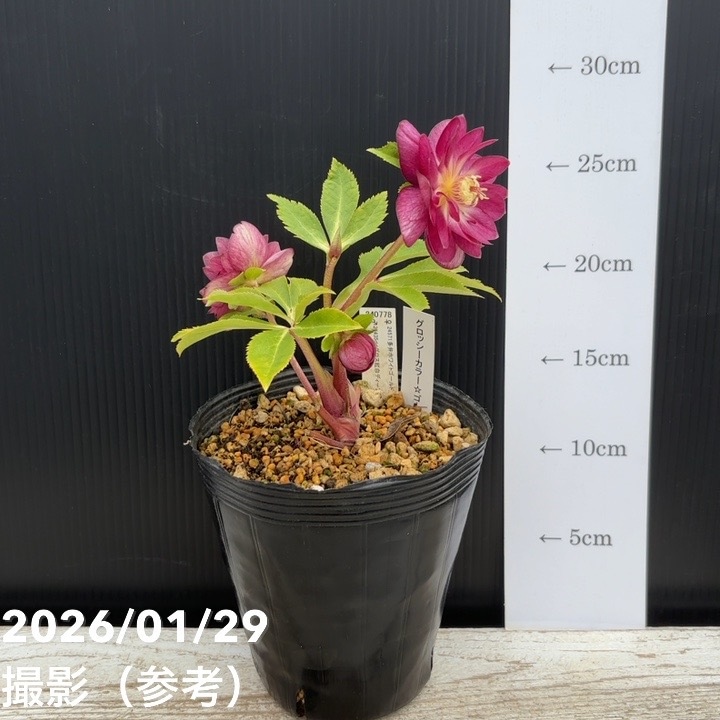 お買い得一点物咲き進み株】加藤農園 クリスマスローズ グロッシー