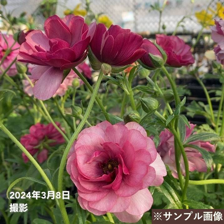 ラナンキュラス ラックスシリーズ 3.5～4号 ティーバ｜草花04-PA