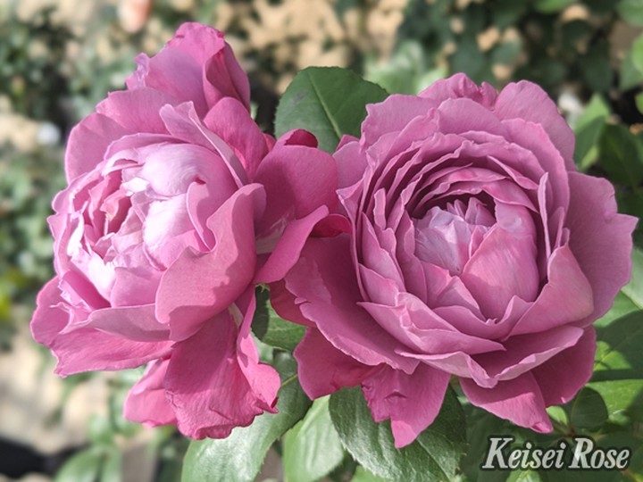 バラ大苗 恋いづな（こいいづな） 4.5号ロングポット 京成バラ園芸